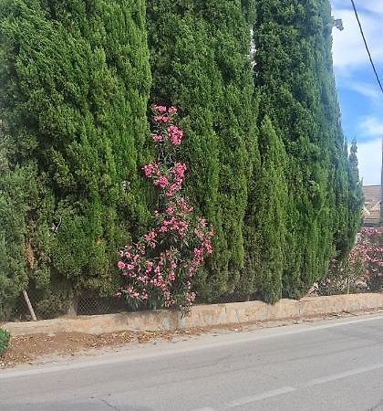Coqueto Apartamento Murcia Ngoại thất bức ảnh